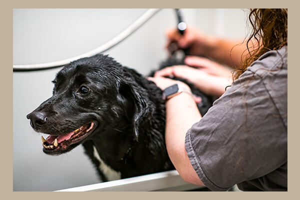Woman washes a black dog in the dog-wash room