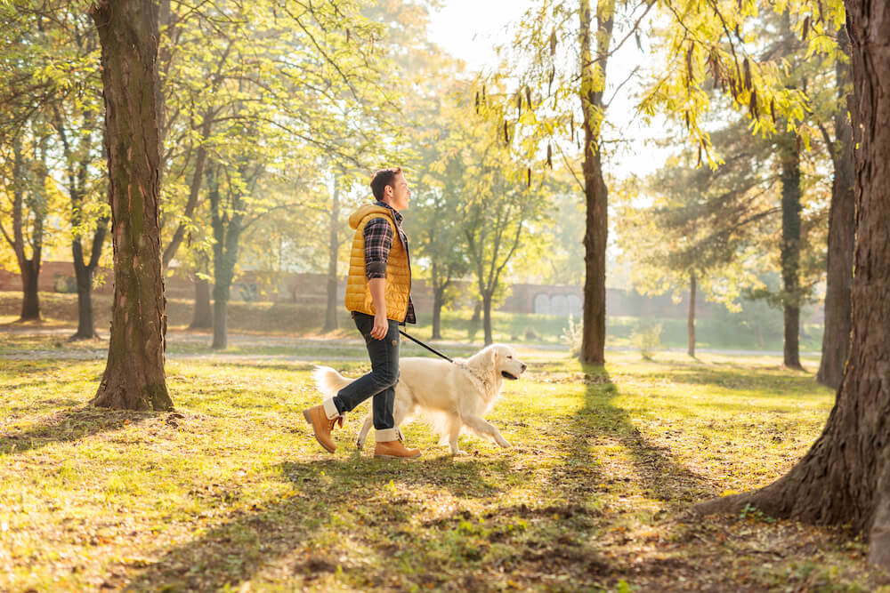 A man walks his dog through the park on a fall day.