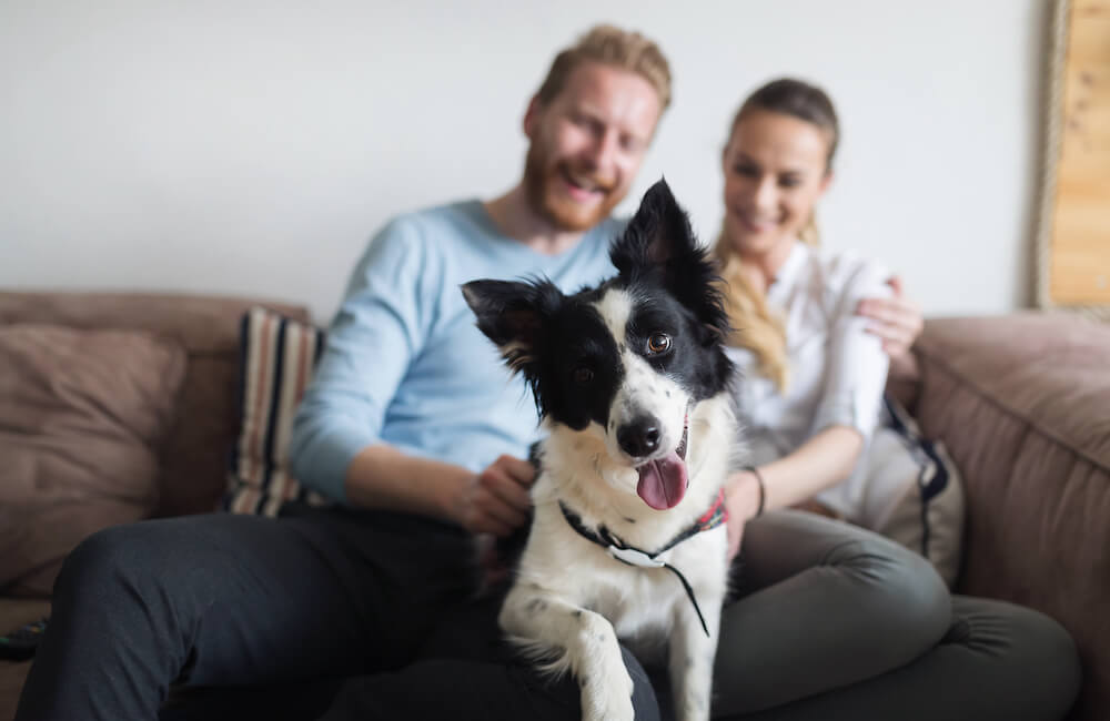 A happy couple sits on a sofa with their dog.