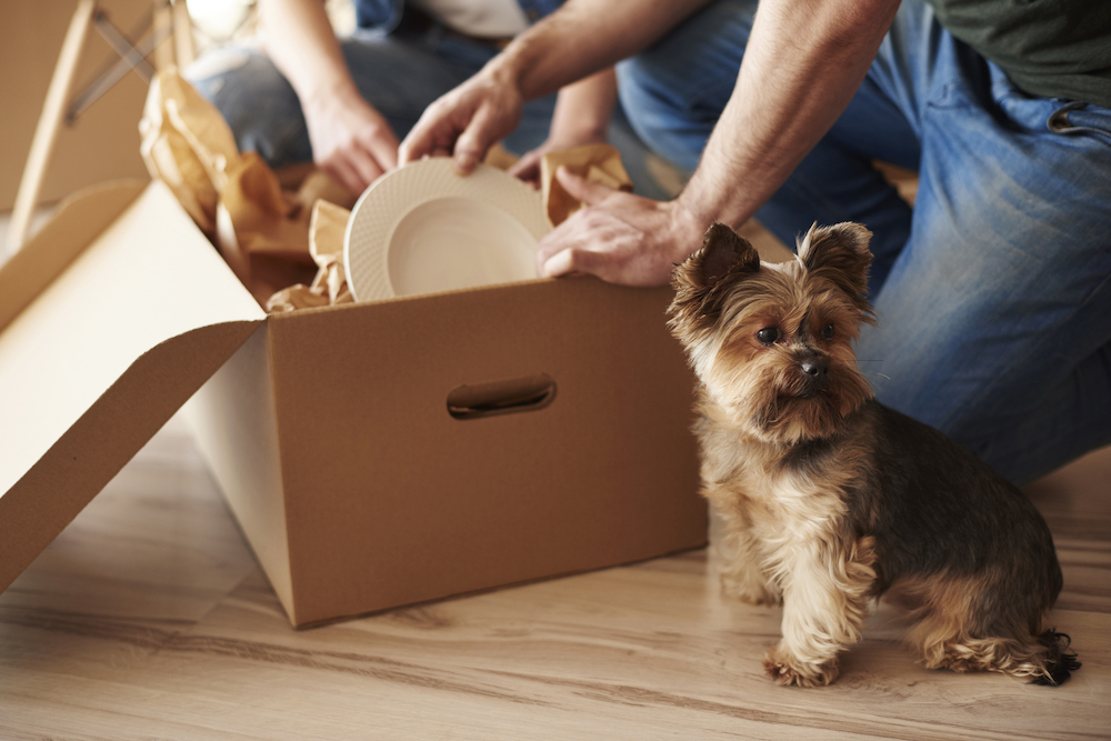 A couple unpacks boxes with their dog