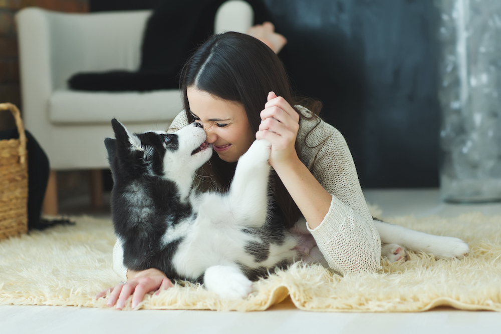 A woman and her husky puppy play together at her downtown loft apartment