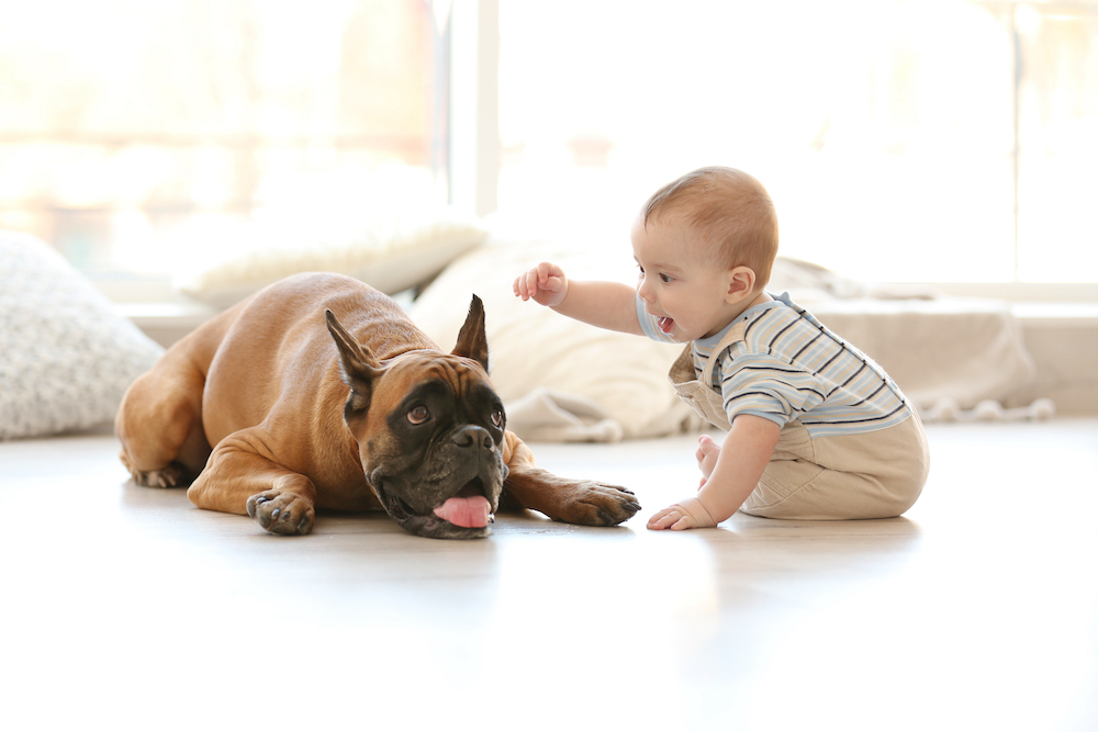 A toddle and a dog play together on the living room floor