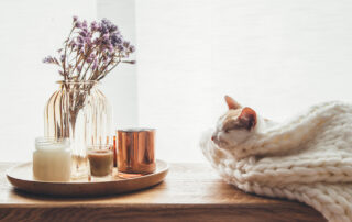 Cat sleeping on a blanket on a windowsill with fall decor