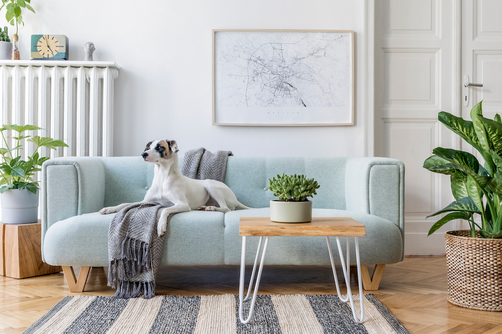 A dog sitting on a sofa in a brightly decorated living room