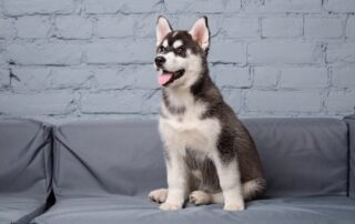 A Siberian husky sitting on a sofa inside the loft apartments for rent